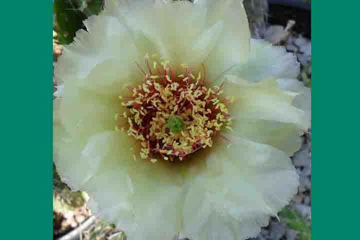 A Opuntia 'Crystal Tide': possuem flores quase brancas, que nascem desses cactos de baixo crescimento. Uma cor rara para a pera espinhosa. Delicadas pétalas brancas revelam estames vermelhos brilhantes e marcantes.  -  Flickr Derrill Pope