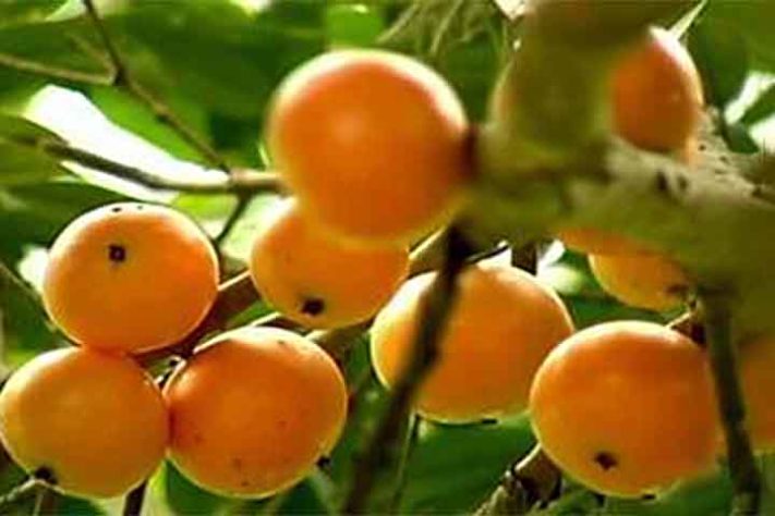 Cambucá (Plinia edulis) - Frutas típicas da Mata Atlântica