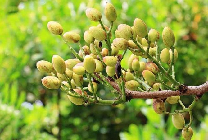 Alimento de fora, pistache conquistou o Brasil e dá sabor a cada vez mais produtos