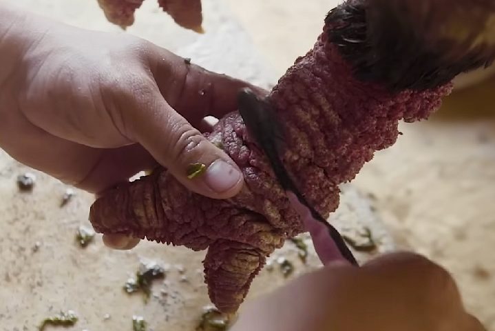 Além disso, as "galinhas Dragão" não são boas incubadoras, pois suas patas grandes podem facilmente quebrar os ovos.