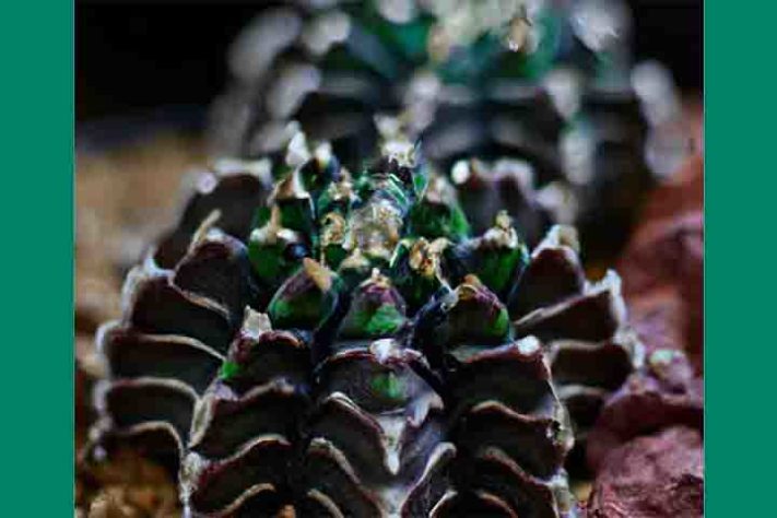 Cactos exóticos