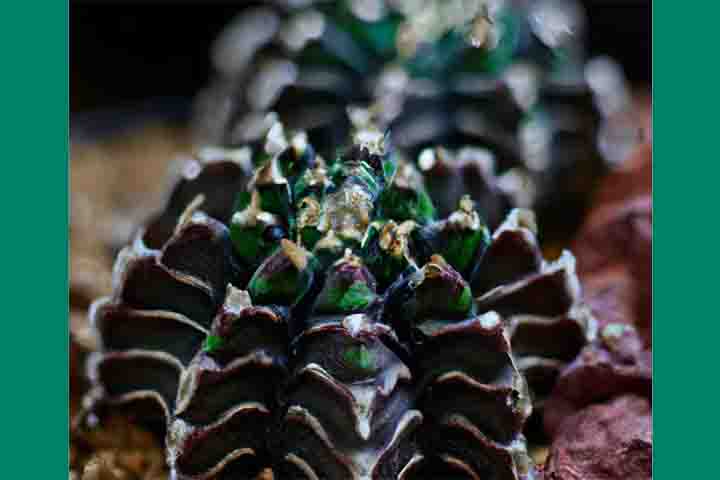O cacto Gymnocalycium mihanovichii (coral) é uma espécie nativo da América do Sul, conhecido por sua aparência única e exótica. Ele pertence à família Cactaceae e é amplamente cultivado como planta ornamental devido às suas formas variadas e coloridas.  - Reprodução Facebook