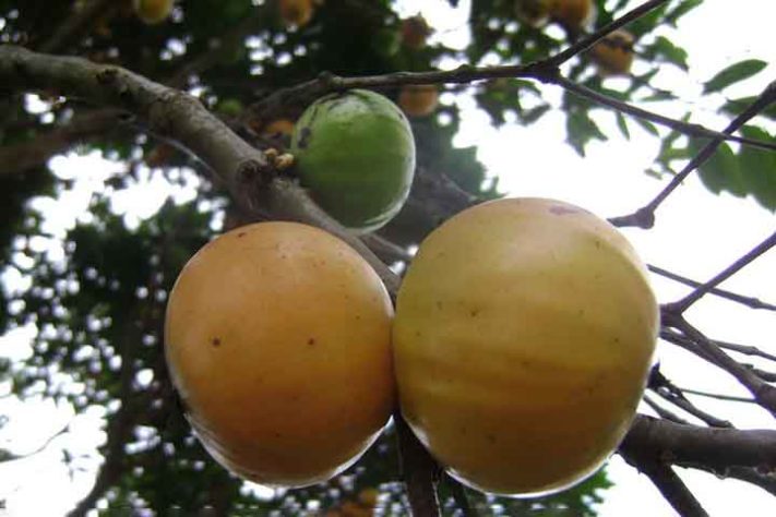 Cambucá(Plinia edulis) - Frutas típicas da Mata Atlântica