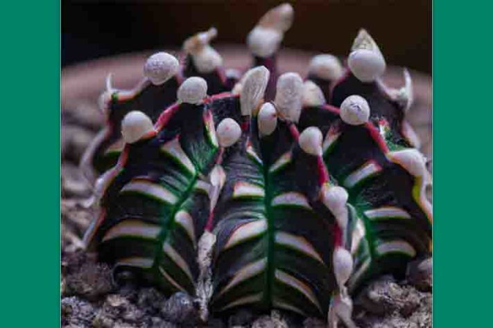 Cactos exóticos