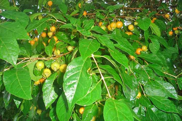 Guabiroba (Campomanesia xanthocarpa) - Frutas típicas da Mata Atlântica