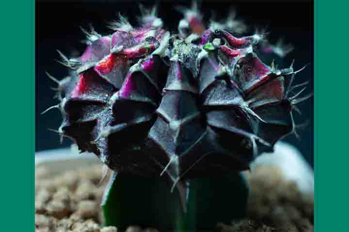 Além de sua beleza ornamental, o Gymnocalycium mihanovichii é uma planta de fácil manutenção, ideal para jardineiros iniciantes. Ele pode ser cultivado tanto em ambientes internos quanto externos, proporcionando um toque de exotismo e beleza a qualquer espaço. -  Reprodução Facebook