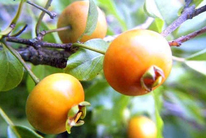 Fruta nativa da Mata Atlântica: cientistas investigam efeitos da guabiroba no controle glicêmico e no colesterol