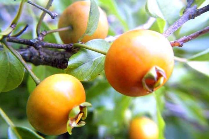 Guabiroba (Campomanesia xanthocarpa) - Frutas típicas da Mata Atlântica