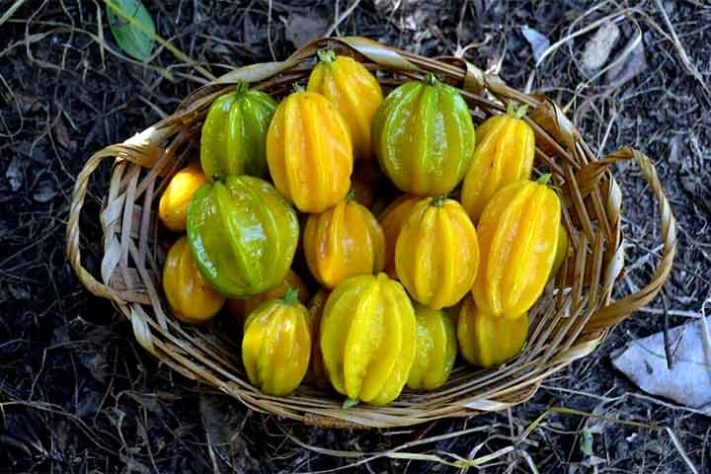 Pitangatuba (Eugenia neonitida) - Frutas típicas da Mata Atlântica