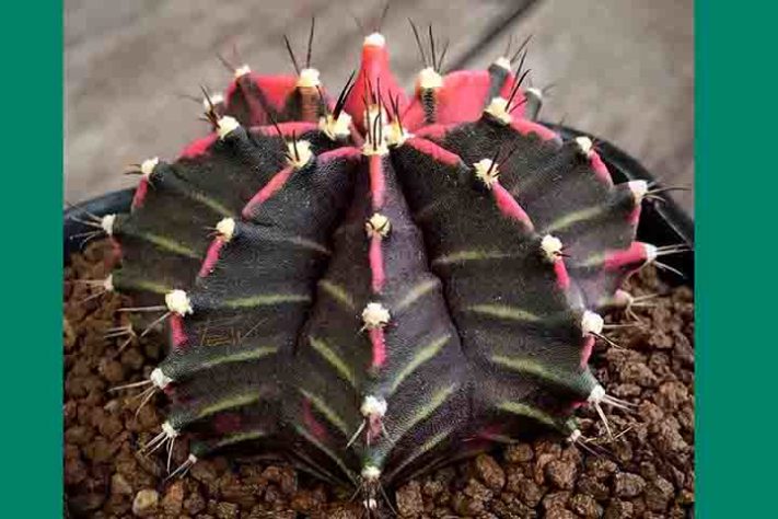 Cactos exóticos