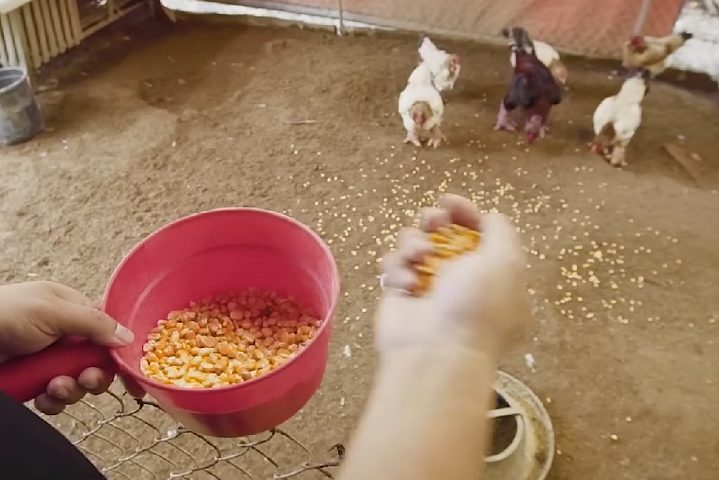 As galinhas Dong Tao sÃ£o muito importantes para a economia das comunidades rurais no VietnÃ£. Criar e vender essas aves gera renda para muitas pessoas que vivem nessas Ã¡reas, ajudando no crescimento econÃŽmico das regiÃµes onde sÃ£o criadas. 