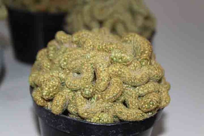 Cactos exóticos
