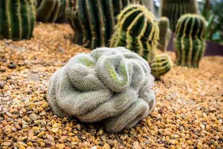 Cactos exóticos