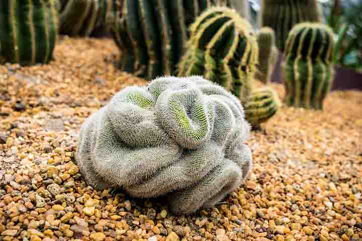 A grande maioria possui ciclo de vida perene e, dependendo da espécie, pode variar de 5 a 200 anos. Os cactos adultos podem ficar a pleno sol, porém na época da floração, deve-se evitar a exposição ao calor. -  Flickr Randi Ang