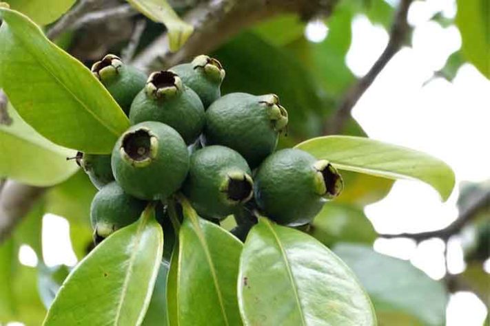 Araçá (Psidium cattleyanum) - Frutas típicas da Mata Atlântica 