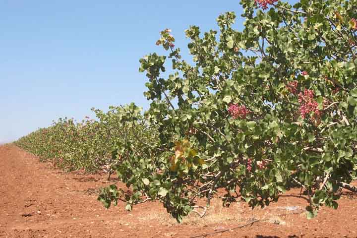 Vale destacar que o Brasil ainda não produz pistache, porém a Embrapa, em parceria com a Federação da Agricultura e Pecuária do Ceará (FAEC), estuda transformar o estado do Ceará no primeiro produtor do país.-- Flickr oceanbaby