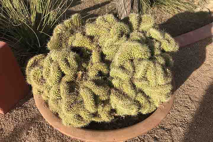 Mammillaria elongata ?Cristata?, recebeu o apelido de cacto cérebro? graças à mutação ou dano ao seu centro de crescimento. A forma com crista tem caules que crescem em um aglomerado retorcido. Algo bem semelhante a vermes ou ao cérebro humano. -  Flickr Dylan Kuhn