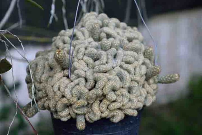 Cactos exóticos