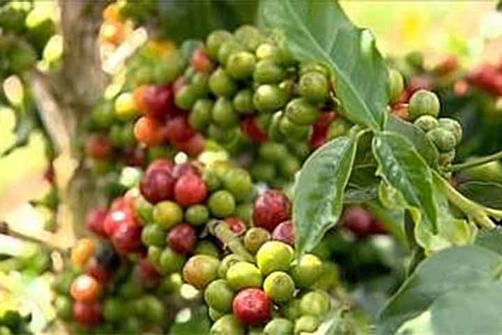 Grumixama (Eugenia brasiliensis) - Frutas típicas da Mata Atlântica