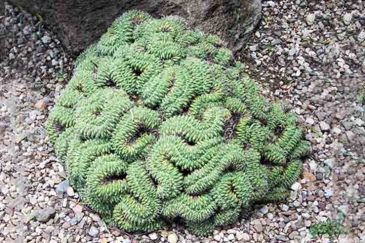 Cactos exóticos