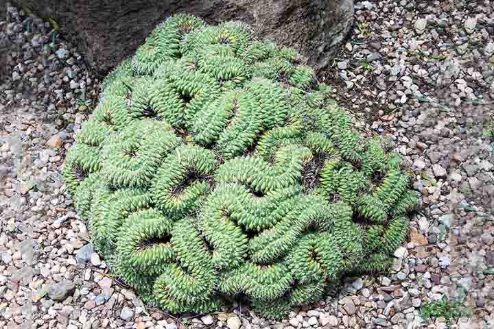 A espécie é conhecida por seus caules cilíndricos e longos (quando em sua condição genética normal) que crescem em tufos densos. As plantas maduras podem atingir até 30 cm de altura e 7,5 cm de diâmetro. As flores são pequenas e, geralmente, aparecem na primavera e são de cor branca ou amarela. - Flickr Gary Heppell
