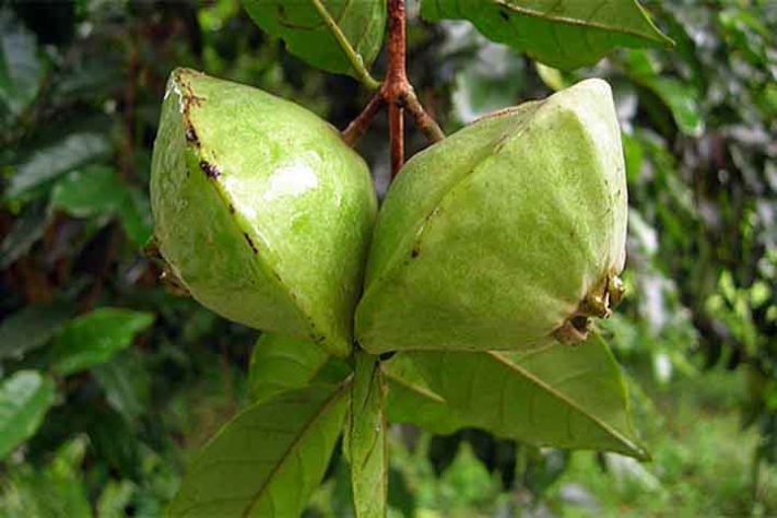 Cambuci (Campomanesia phaea) - Frutas típicas da Mata Atlântica 