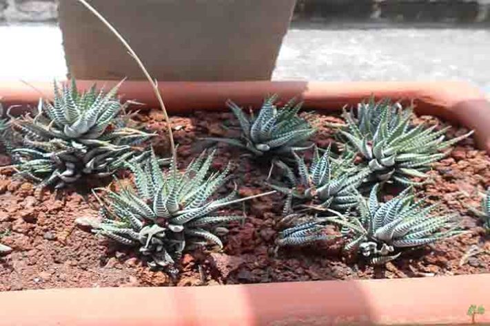 Cactos exóticos