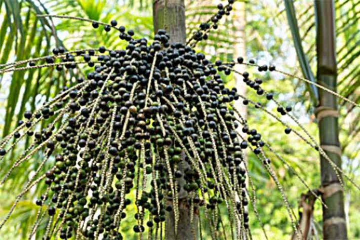 JUÇARA (Euterpe edulis)- Frutas típicas da Mata Atlântica