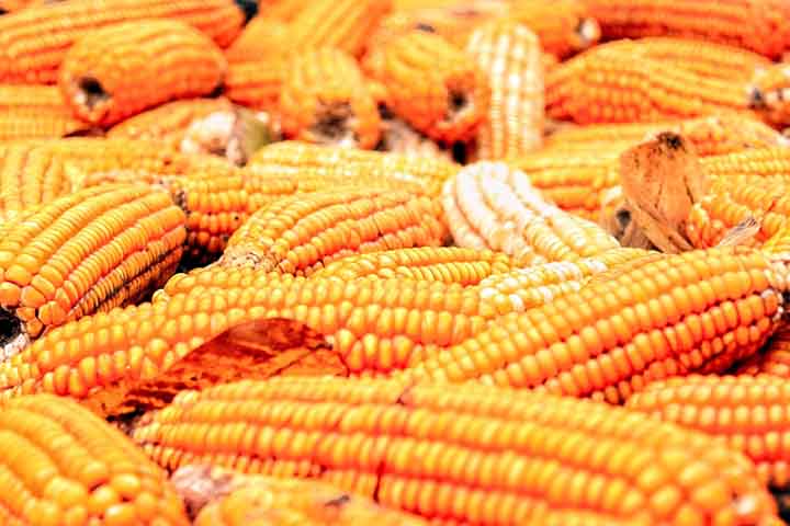 Além disso, tem uma contribuição para a segurança alimentar, especialmente em regiões onde é uma fonte primária de nutrição. O dia internacional deste alimento mostra a importância na necessidade de preservar e aprimorar as práticas agrícolas relacionadas ao cultivo.-Imagem de Lori Lo por Pixabay