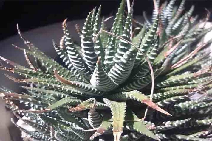 Cactos exóticos
