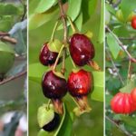 Frutas típicas da Mata Atlântica - Reproduçao de Youtube, Facebook e Flickr