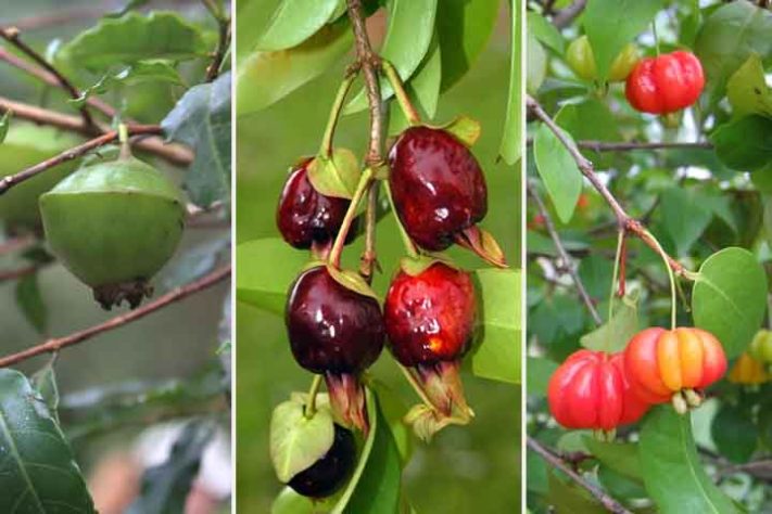 Frutas típicas da Mata Atlântica 