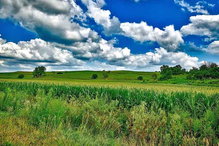 A safra brasileira de grãos (2022/2023) está estimada em 77 milhões de hectares, 312 milhões de toneladas, e produtividade média de 4.048 kg/ha. O milho total equivale a 22 milhões de hectares e a 124 milhões de toneladas, com produtividade média de 5.617 kg/ha.- Imagem Pixabay