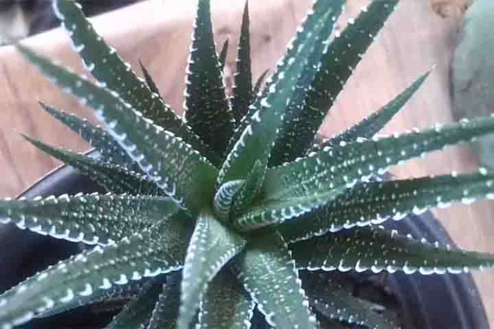 Na natureza, a planta-zebra é normalmente encontrada em regiões arenosas de vegetação arbustiva. Curiosamente, a ponta de suas folhas pode ficar vermelha se for submetida a condições adversas (especialmente longas horas sob o sol). - = Reprodução Youtube