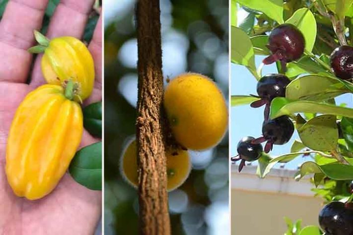 Frutas típicas da Mata Atlântica 