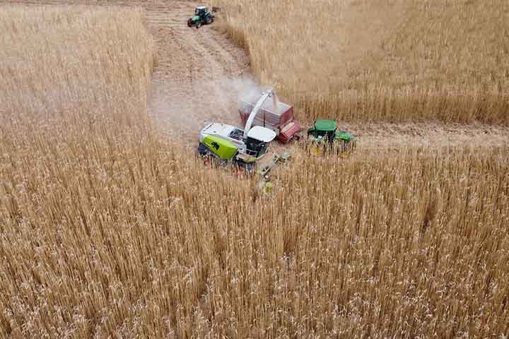 Em 2023, a Embrapa comemorou 50 anos de implantação e de contribuições para a agropecuária brasileira. No caso do milho tropical, é relevante argumentar sobre entregas técnico-científicas, empreendedorismo e arranjos produtivos.- Imagem de Luca Masser por Pixabay
