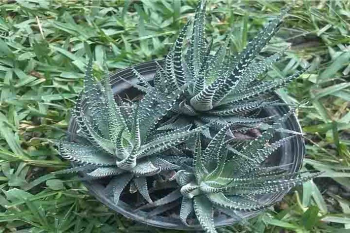 Cactos exóticos