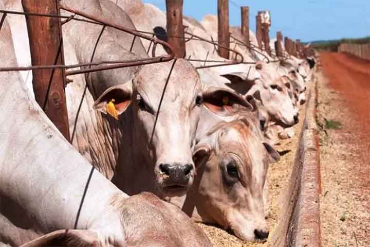Além dos suínos e dos frangos, também fazem parte da demanda por milho para alimentação animal, os bovinos e os pequenos animais. O mercado para o uso desse cereal como alimento também para animais está em crescimento, visto a demanda de rações para os de pequeno e grande porte.- Divulgção