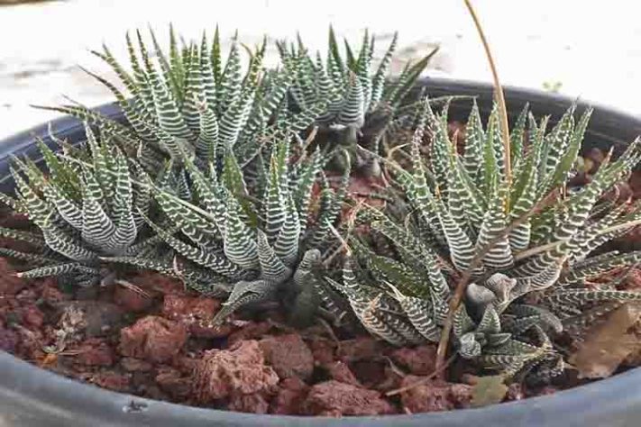 Cactos exóticos