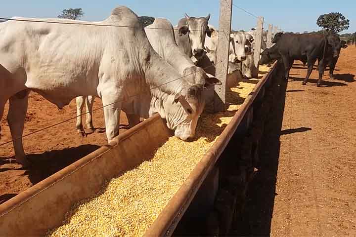O milho pode ser utilizado de várias maneiras na nutrição animal, podendo ser oferecido in natura, processado, seco ou úmido. A trituração é o método mais difundido para a alimentação dos rebanhos, pois permite uma maior digestibilidade em comparação a outros formatos de consumo.- Reprodução do Facebook Fort Sal - Nutrição Animal