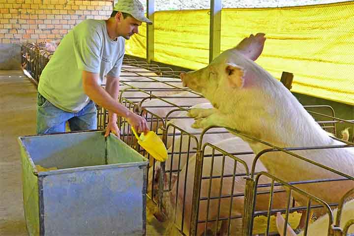 Embora seja versátil em seu uso, a produção de milho tem acompanhado basicamente o crescimento da produção de suínos e aves, no Brasil e no mundo. Fato esse relacionado com a demanda por esse grão, que é um ingrediente importante na composição das rações para esses animais.-Lucas Scherer/Embrapa/Divulgação