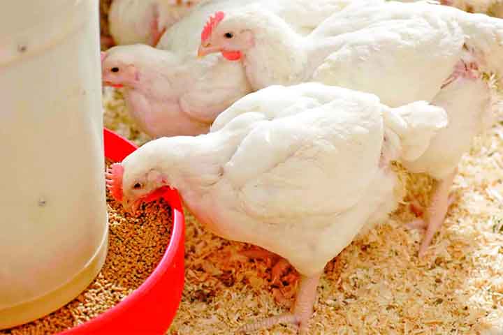 O uso do milho em grão como alimentação animal representa a maior parte do consumo desse cereal, isto é, cerca de 70% no mundo. Nos Estados Unidos, cerca de 50% é destinado a esse fim, enquanto que no Brasil varia de 60% a 80%.-Divulgação/Evonik