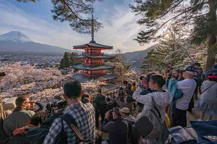 <p>A combinação das flores de cerejeira com o vulcão ao fundo atrai multidões em busca da foto perfeita.</p>
