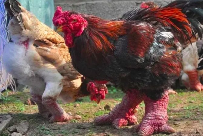 Espécie de galinha tem origem misteriosa e visual que parece de mentira