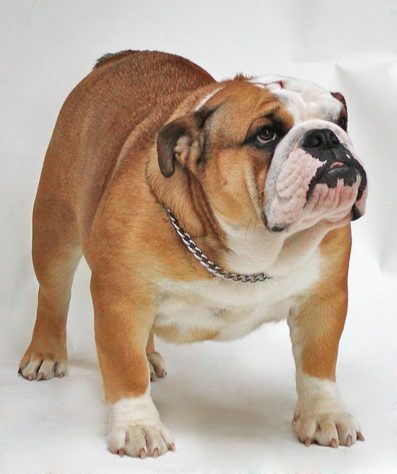 cachorro