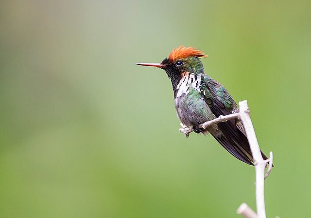 ‘Topetinho vermelho’ é beija-flor endêmico no Brasil