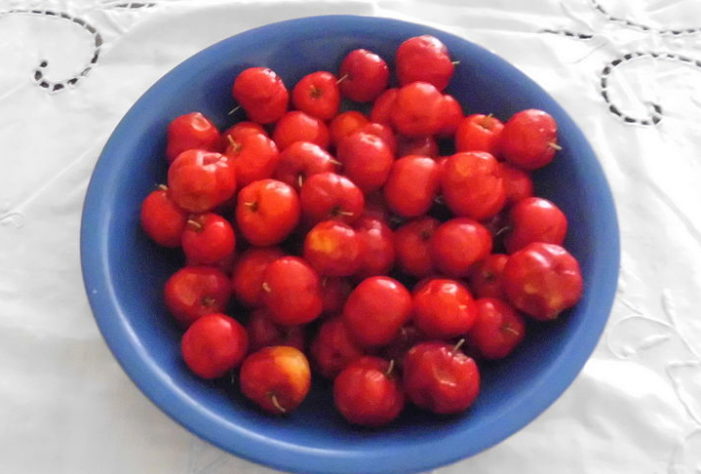 Acerola