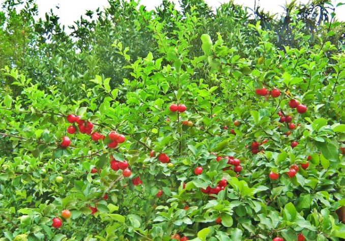 Acerola