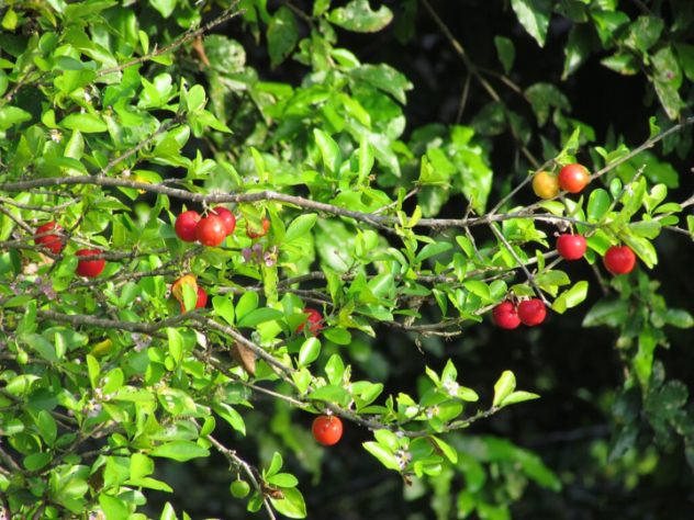 Acerola