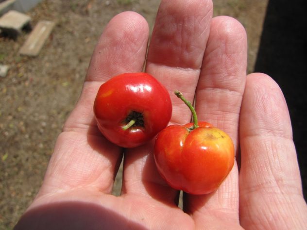 Acerola